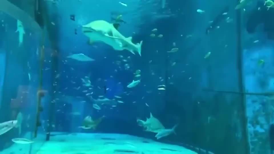 次元喵